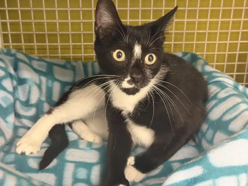 A young medium-sized female Black & White / Tuxedo Domestic Short Hair cat named Tootsie for adoption in Telford, PA