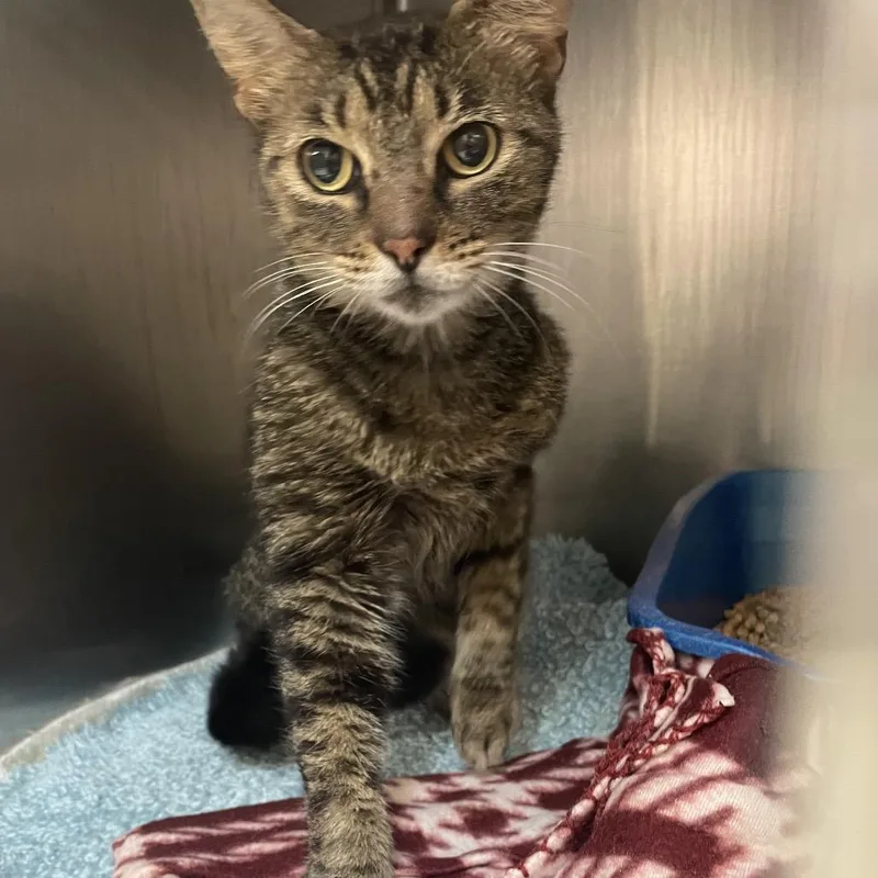 A young medium-sized female Brown / Chocolate Domestic Short Hair cat named Crayola for adoption in Port Charlotte, FL