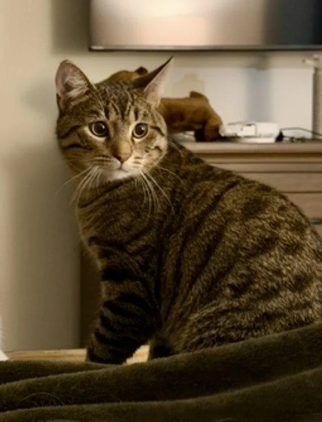 CAT  Quinn thumbnail 2