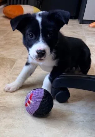 A baby medium-sized male Mixed Breed dog named Mason for adoption in West Chester, PA