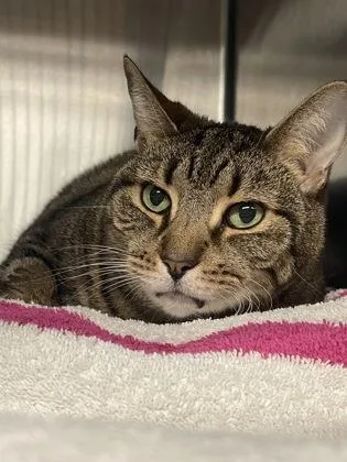 A senior large-sized female Domestic Short Hair cat named Tigee for adoption in Bridgewater, NJ