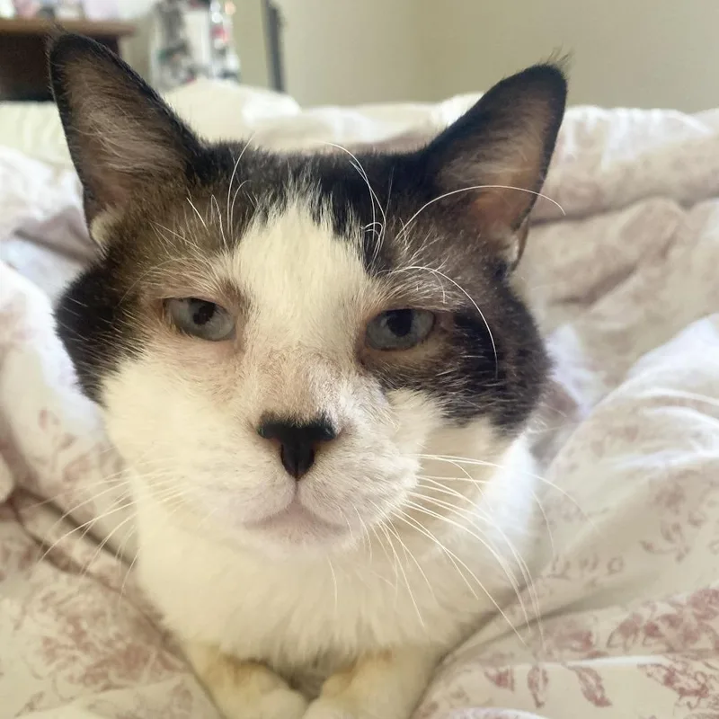 Peppino