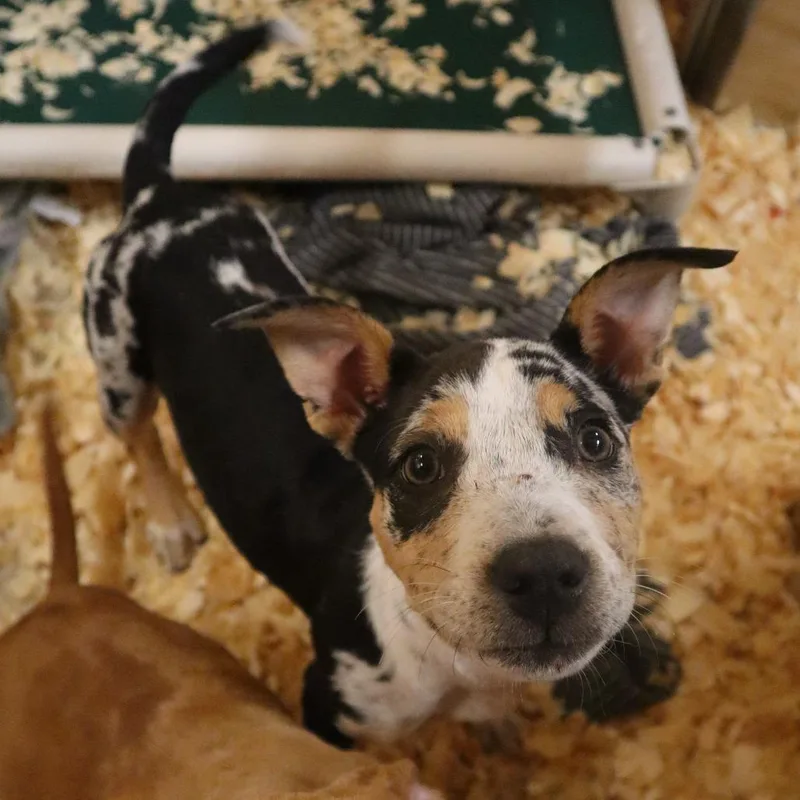A baby small-sized female Black Mixed Breed dog named Ophelia for adoption in Waukesha, WI