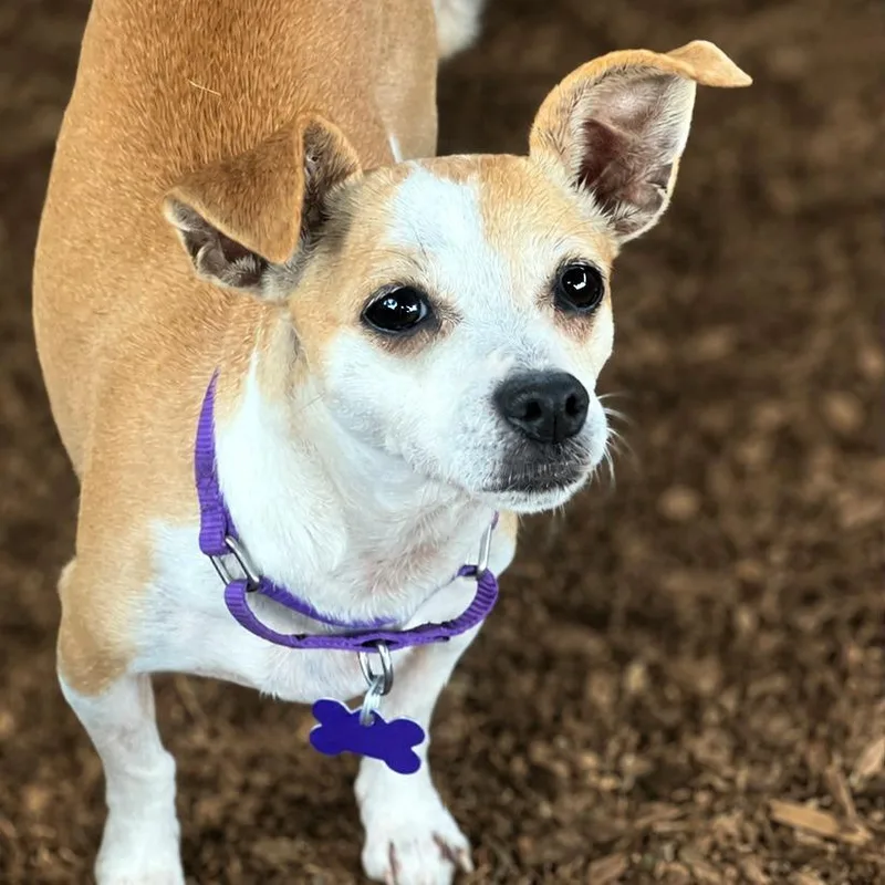 An adult small-sized female Brown / Chocolate Chihuahua dog named Edora for adoption in Boerne, TX