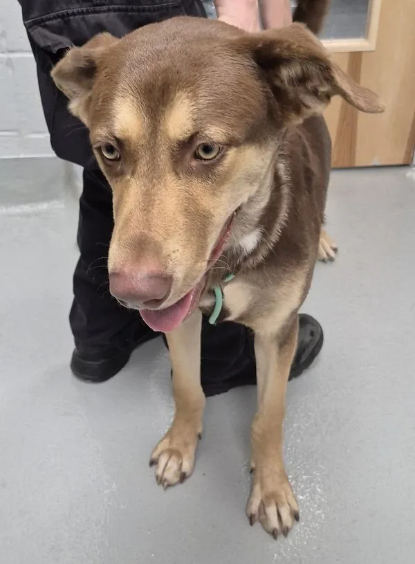 A young large-sized male Siberian Husky dog named Nc for adoption in Lawrenceville, GA
