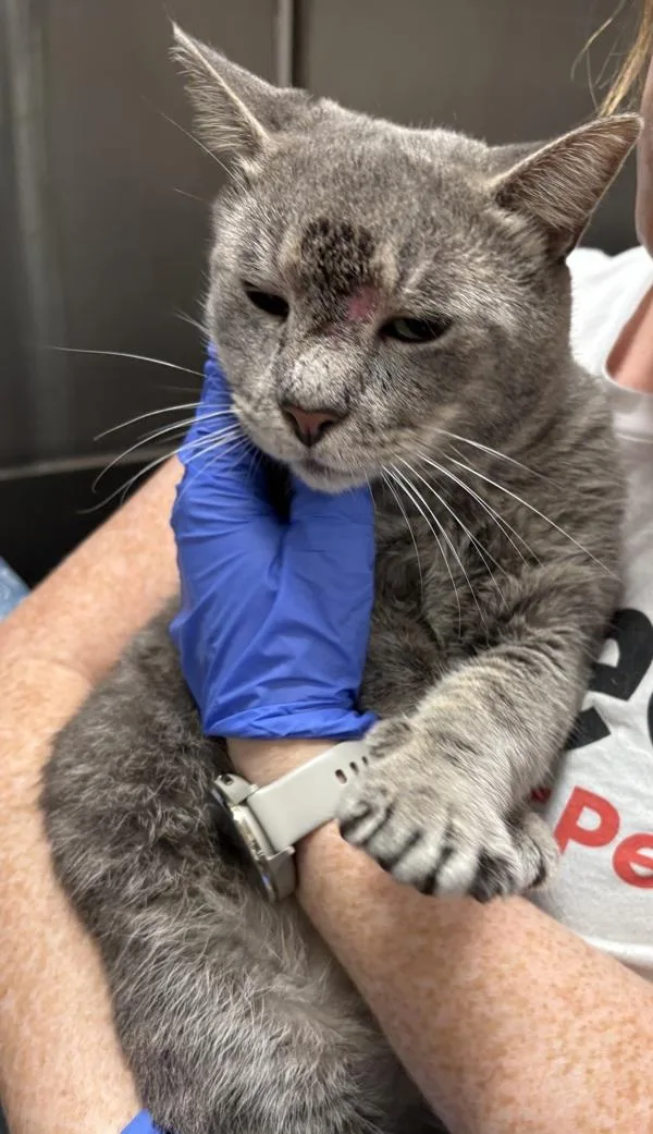 An adult medium-sized male Domestic Short Hair cat named Greyson for adoption in New York, NY