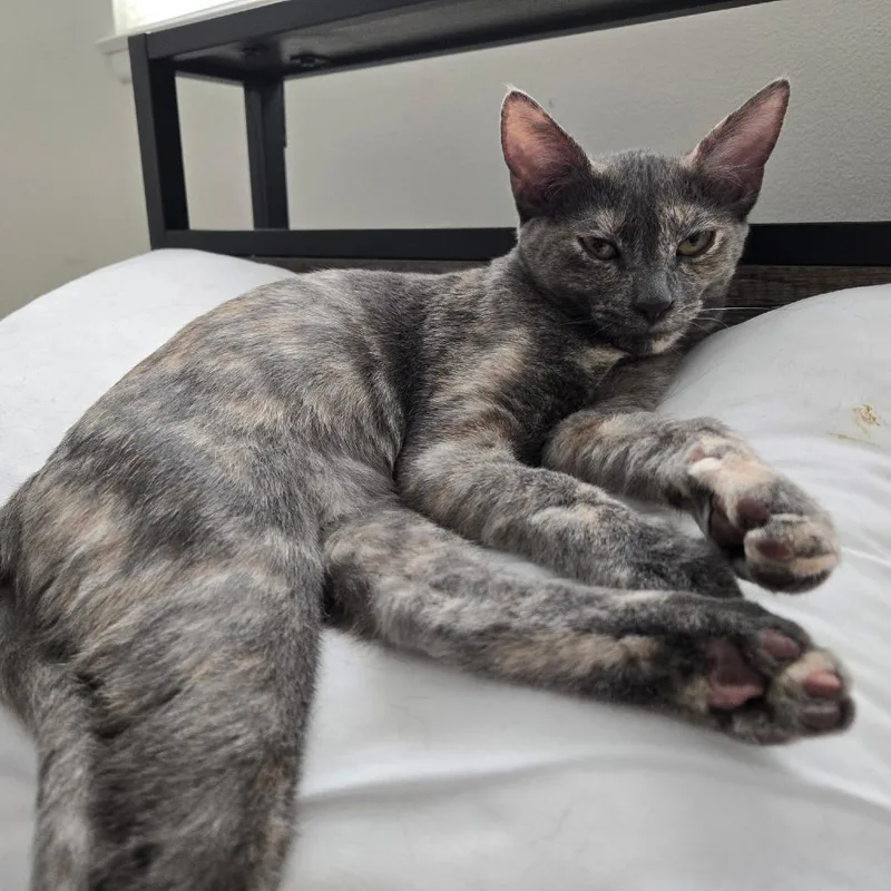 A baby small-sized female Tortoiseshell Domestic Short Hair cat named Dusky Rose for adoption in Ventura, CA