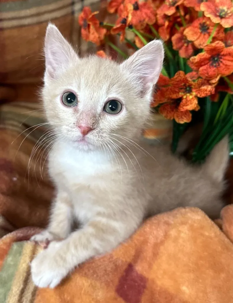 A baby small-sized male Domestic Short Hair cat named Jerry for adoption in Stillwater, OK