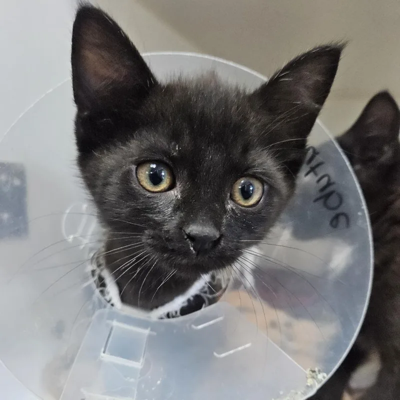 A baby small-sized female Black Domestic Short Hair cat named Youtube for adoption in Gainesville, FL