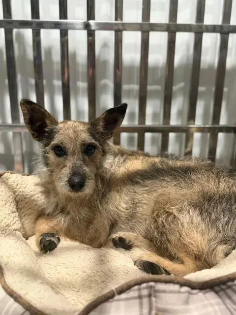 An adult small-sized female Apricot / Beige Wirehaired Terrier dog named Muffin for adoption in Munfordville, KY