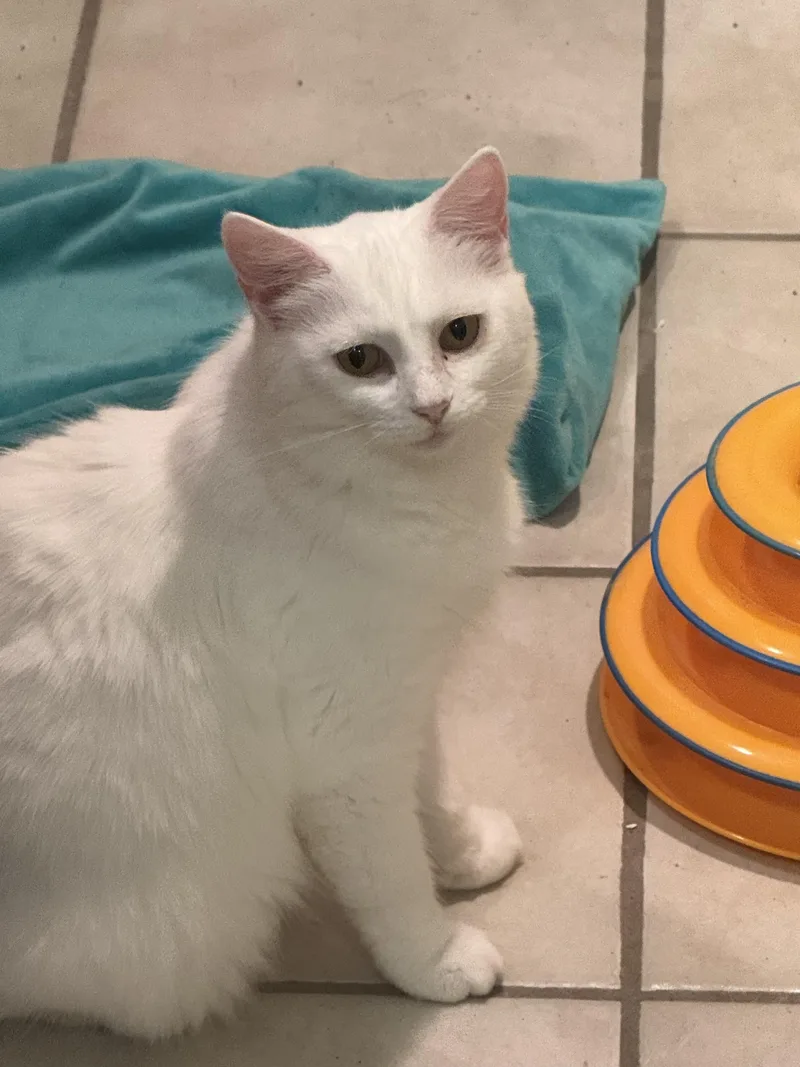 An adult medium-sized female White Domestic Medium Hair cat named Bianca for adoption in Eagleville, TN
