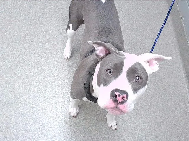 A young medium-sized male Boxer dog named Twain for adoption in Omaha, NE