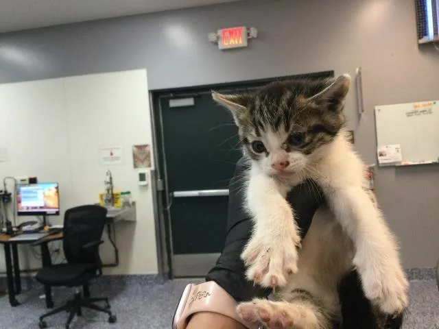 A baby small-sized female Domestic Short Hair cat named Poppy for adoption in Thousand Palms, CA