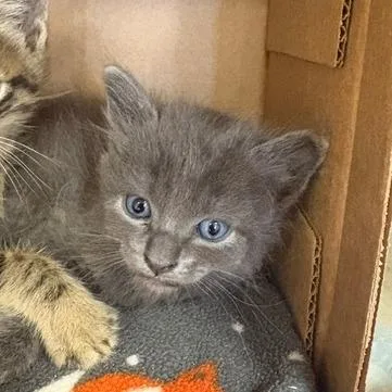 A baby small-sized male Gray / Blue / Silver Domestic Short Hair cat named Bone Shaker for adoption in Westminster, CA