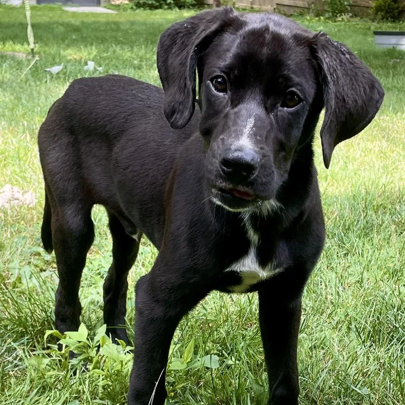 A baby medium-sized male Black Great Dane dog named Skittles for adoption in Avon, OH