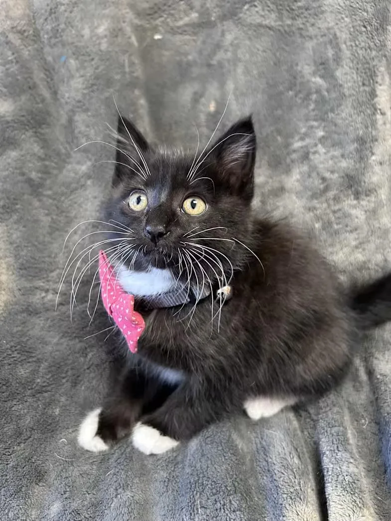 A baby medium-sized male Black & White / Tuxedo Domestic Short Hair cat named Whiteclaw for adoption in Greensboro, NC