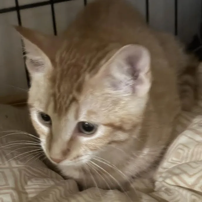 A baby medium-sized female Domestic Short Hair cat named Cosco for adoption in Springfield, MO