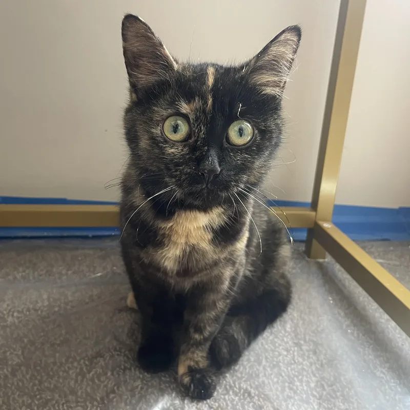 Lady Oreo thumbnail 2