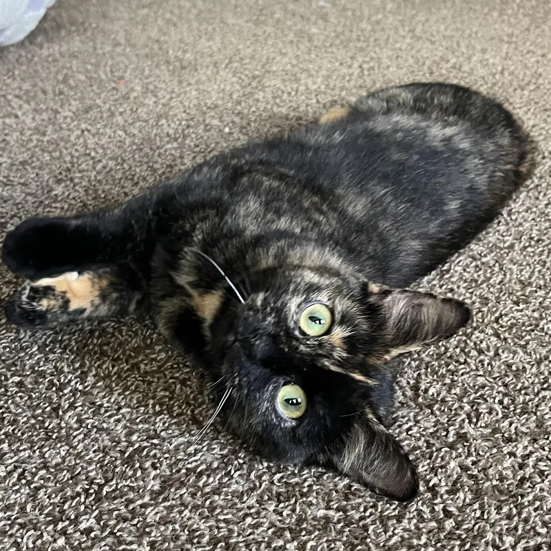 Lady Oreo thumbnail 3