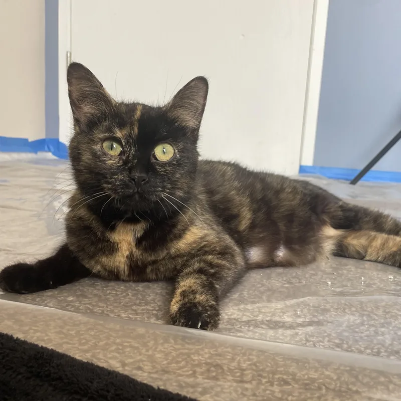 Lady Oreo thumbnail 4