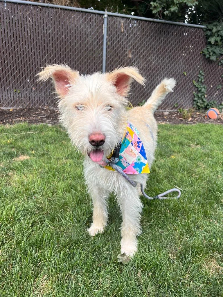 A young large-sized female Schnauzer dog named Pippa for adoption in Salt Lake City, UT