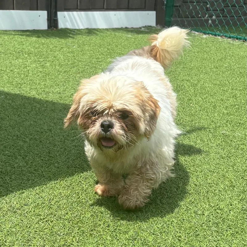 An adult small-sized female Golden Lhasa Apso dog named Abby's Little Babe for adoption in LOXAHATCHEE, FL