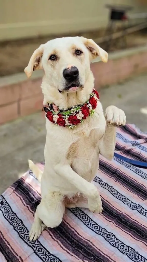 Camellia thumbnail 2