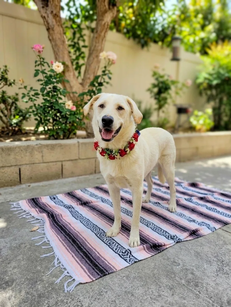 Camellia thumbnail 3