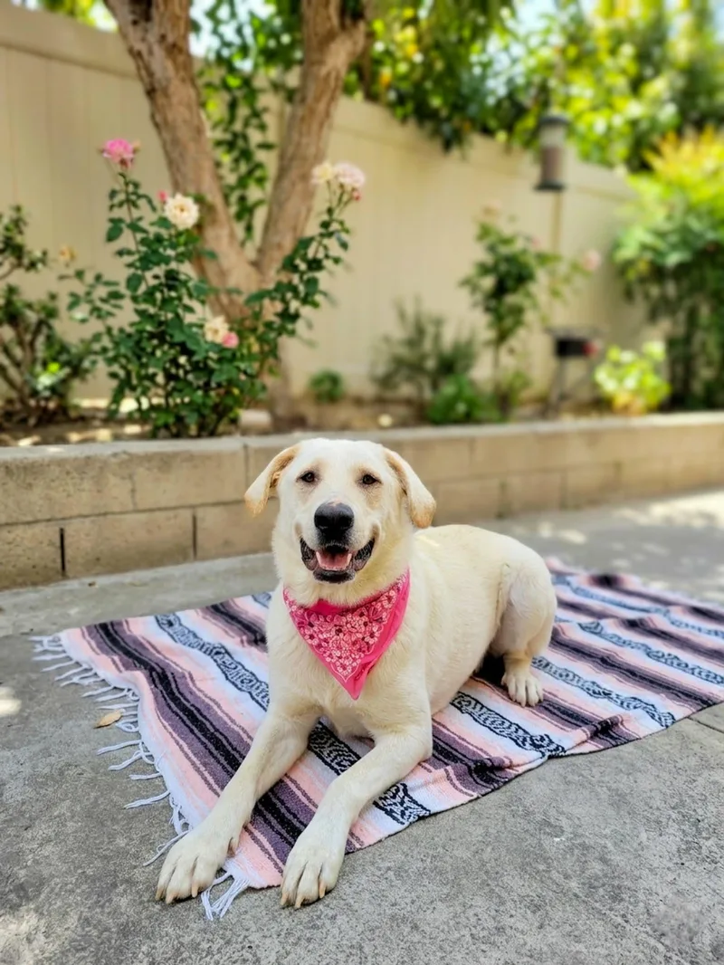 A young large-sized female Great Pyrenees dog named Camellia for adoption in Anza, CA