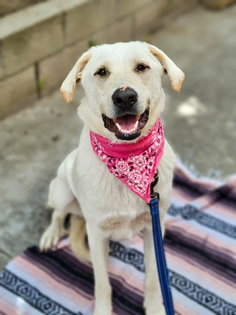 Camellia thumbnail 4