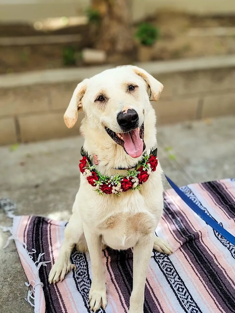 Camellia thumbnail 5