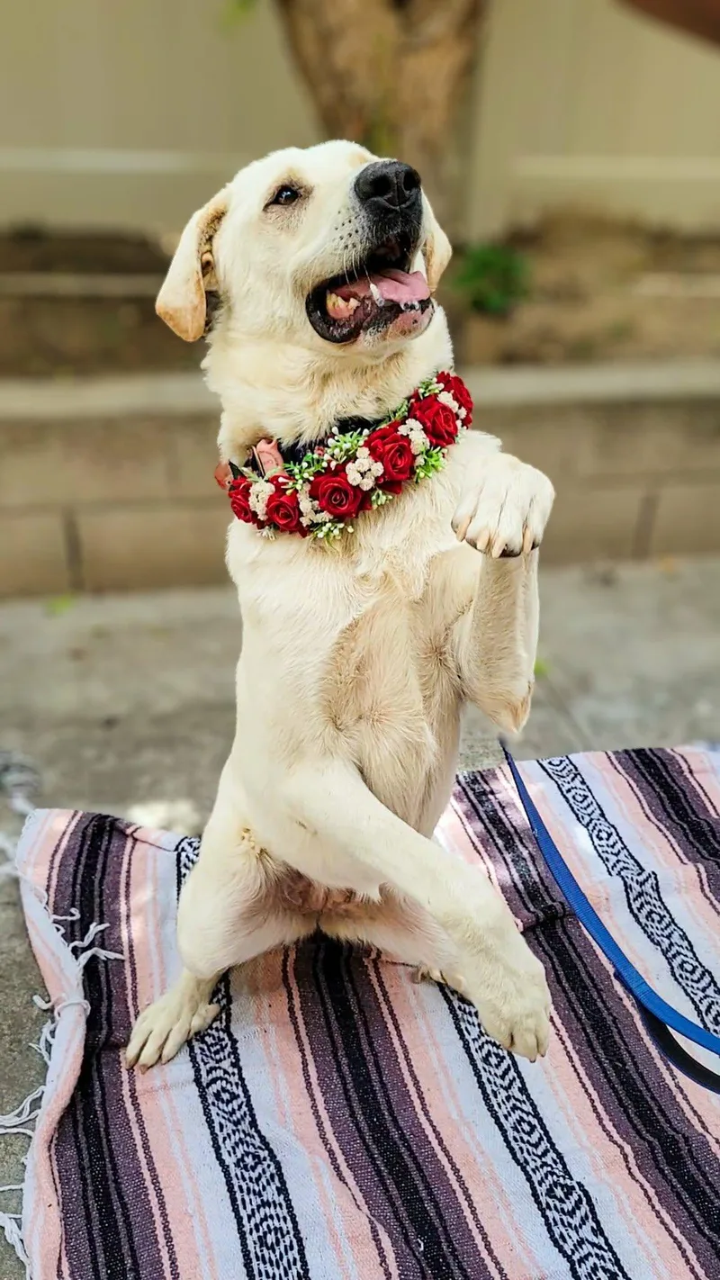 Camellia thumbnail 6