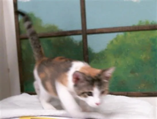 A baby small-sized female Domestic Short Hair cat named Pistachio for adoption in Houston, TX