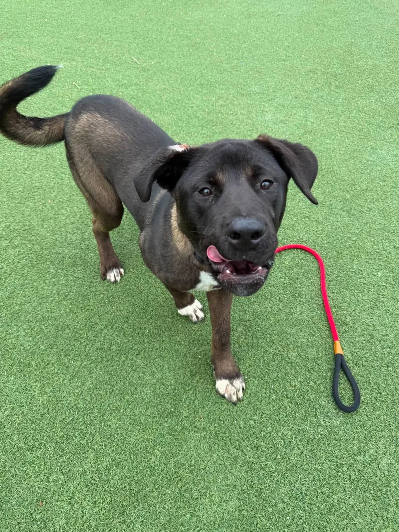 A baby large-sized male Brown / Chocolate Anatolian Shepherd dog named Roscoe for adoption in Cleveland, OH