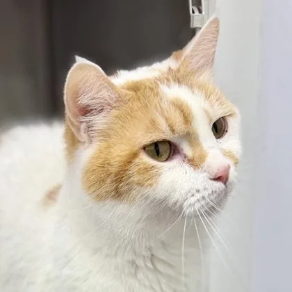 An adult small-sized male Orange / Red Domestic Short Hair cat named Chestnut for adoption in Atlanta, GA