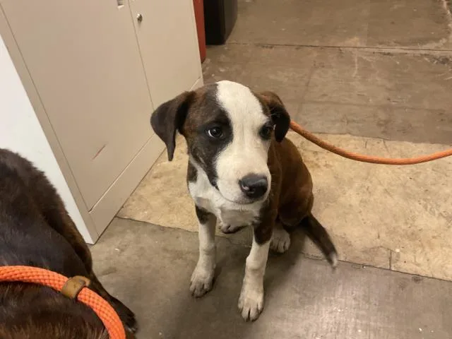 A baby medium-sized male Pit Bull Terrier dog named Jake for adoption in Ontario, CA