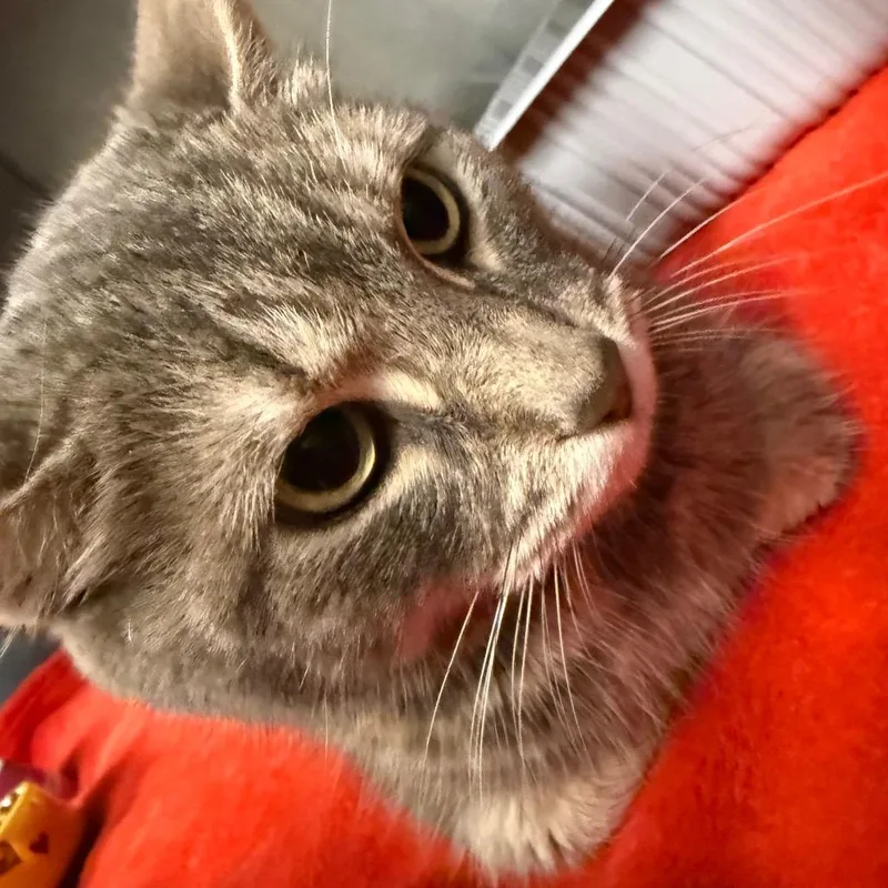 A young small-sized female Gray / Blue / Silver Domestic Short Hair cat named Cali for adoption in Waldorf, MD