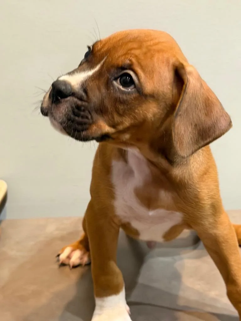 A baby small-sized male Boxer dog named Sherlock for adoption in Sharpsburg, GA