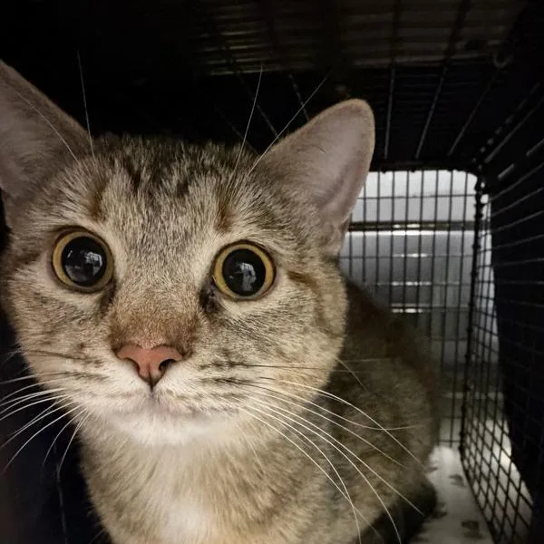 A young small-sized female Domestic Short Hair cat named Flower for adoption in Des Moines, IA