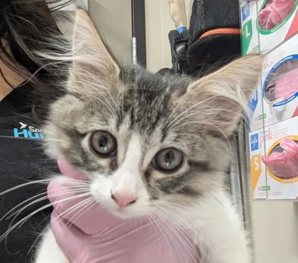 A baby small-sized female Domestic Long Hair cat named Salsa for adoption in El Cajon, CA