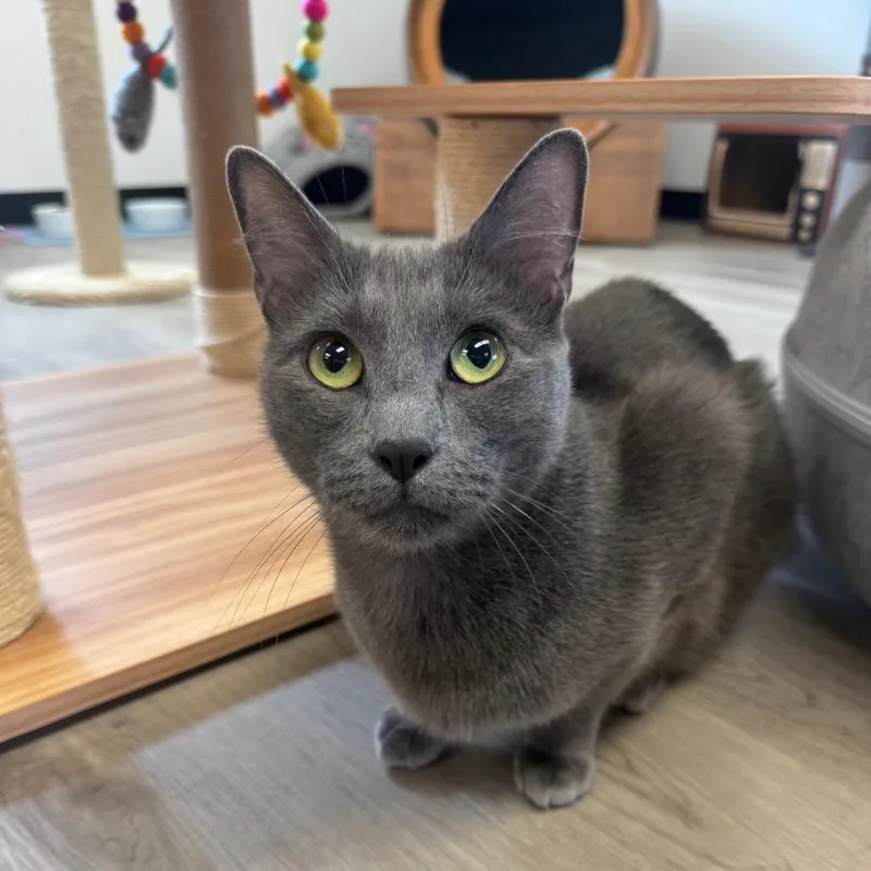 An adult medium-sized female Gray / Blue / Silver Domestic Short Hair cat named Phoebe for adoption in Pleasant Hill, CA