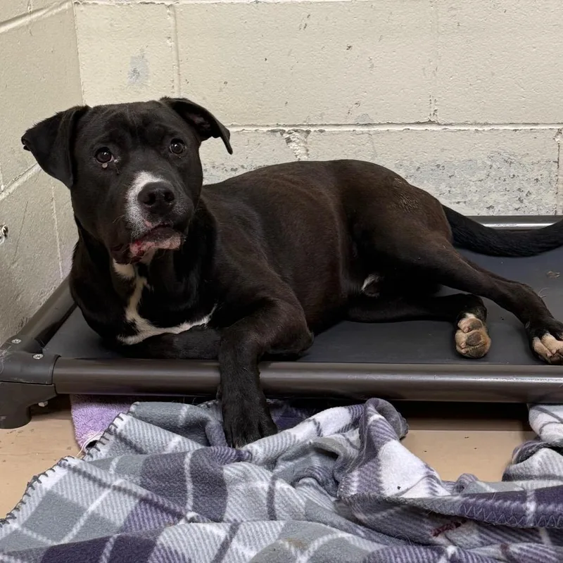 An adult medium-sized male Black Pit Bull Terrier dog named Tuscstray for adoption in Tuscaloosa, AL