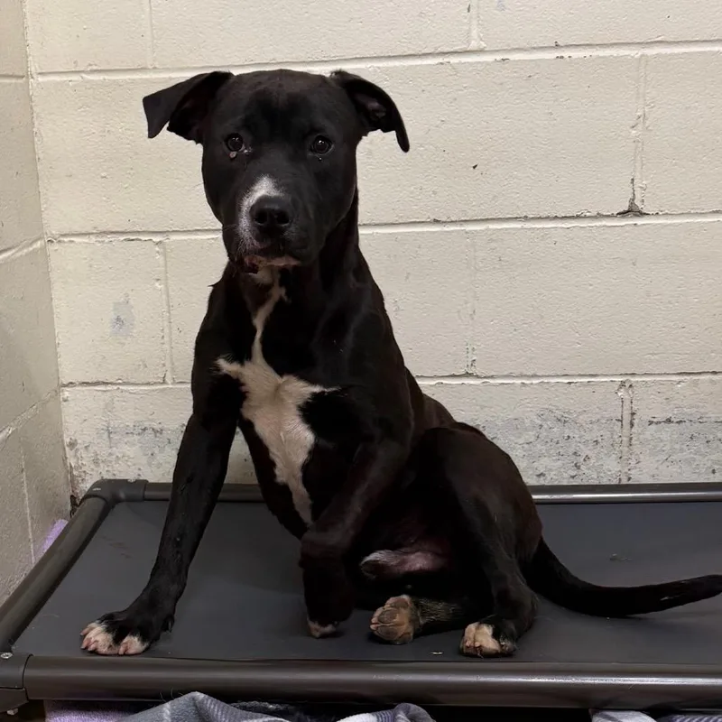 Tuscstray thumbnail 2