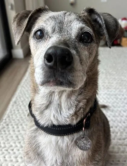 An adult medium-sized female Mixed Breed dog named Maddi for adoption in Phoenix, AZ