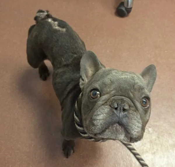An adult medium-sized male French Bulldog dog named Victor for adoption in Oakland, CA