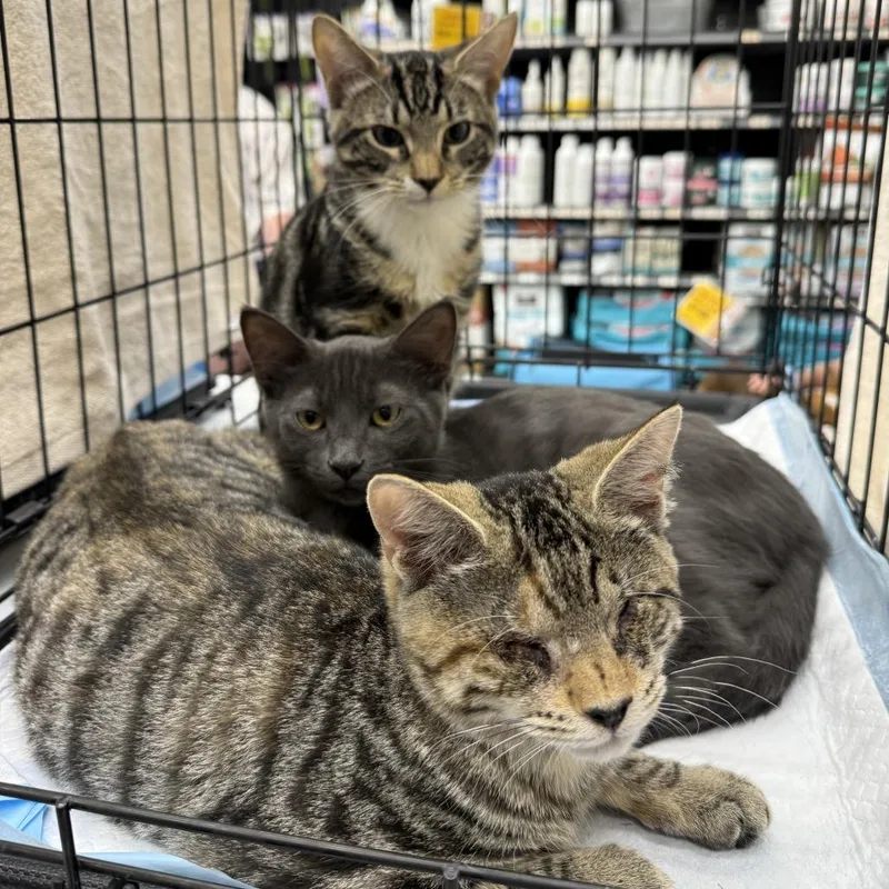 A young small-sized male American Shorthair cat named Ranger for adoption in Hillsborough, NC