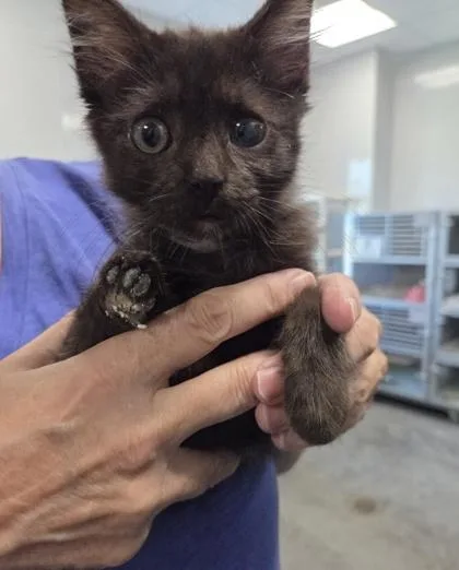 A young small-sized female Domestic Medium Hair cat named B Gypsy Rose for adoption in North Charleston, SC
