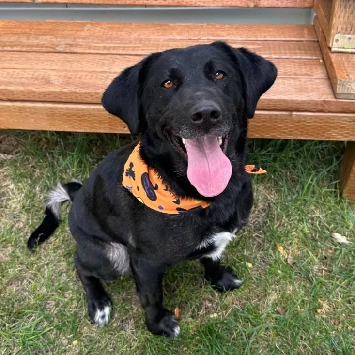 A young large-sized female Labrador Retriever dog named Onyx for adoption in Logan, UT