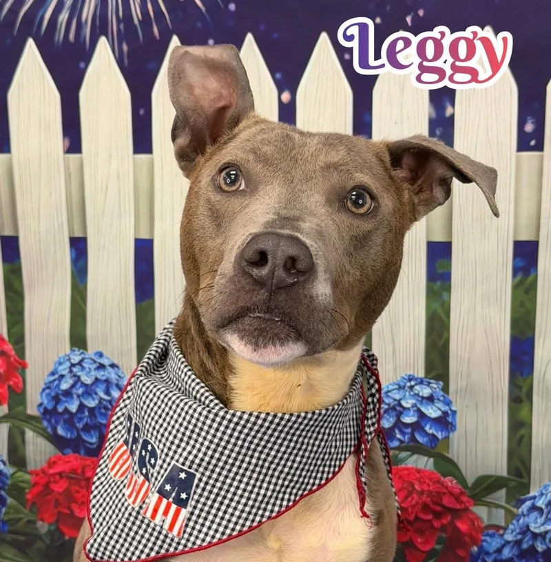 An adult medium-sized male Gray / Blue / Silver Mixed Breed dog named Leggy for adoption in Flint, MI