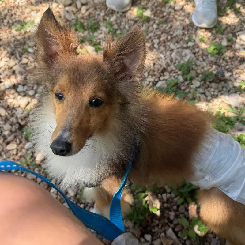 An adult small-sized male Apricot / Beige Shetland Sheepdog / Sheltie dog named Bruce for adoption in Kyle, TX